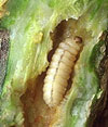 Squash Vine Borer